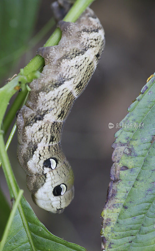 象鹰蛾(Deilephia elpenor)毛虫